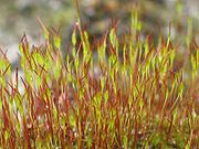 young sporophyte